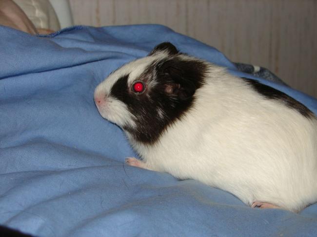 sidonie