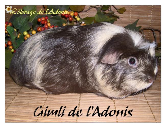 gimli gimli