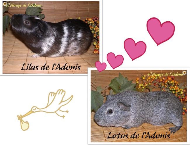 ancienne naissance mariage Lilas ancienne naissance mariage Lilas
