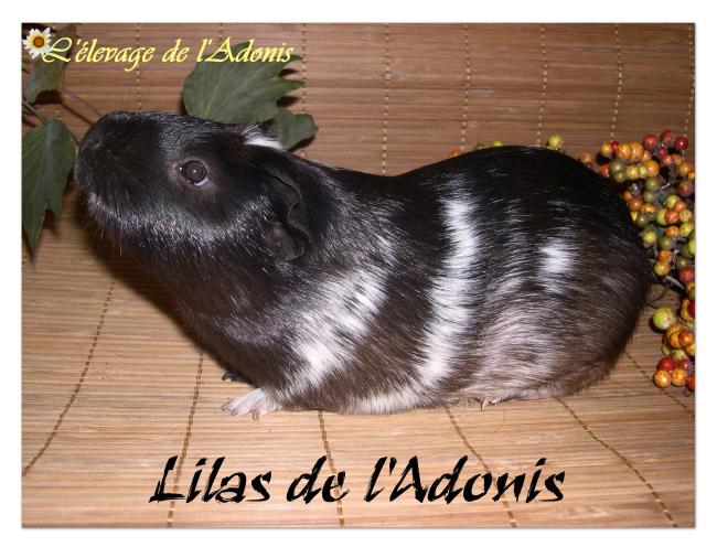 lilas