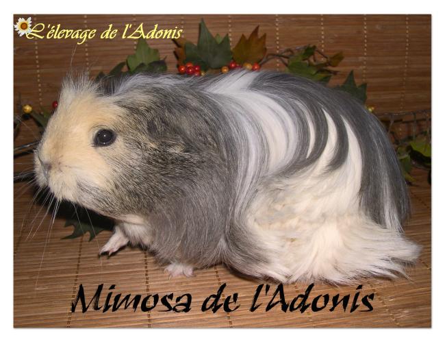 mimosa mimosa
