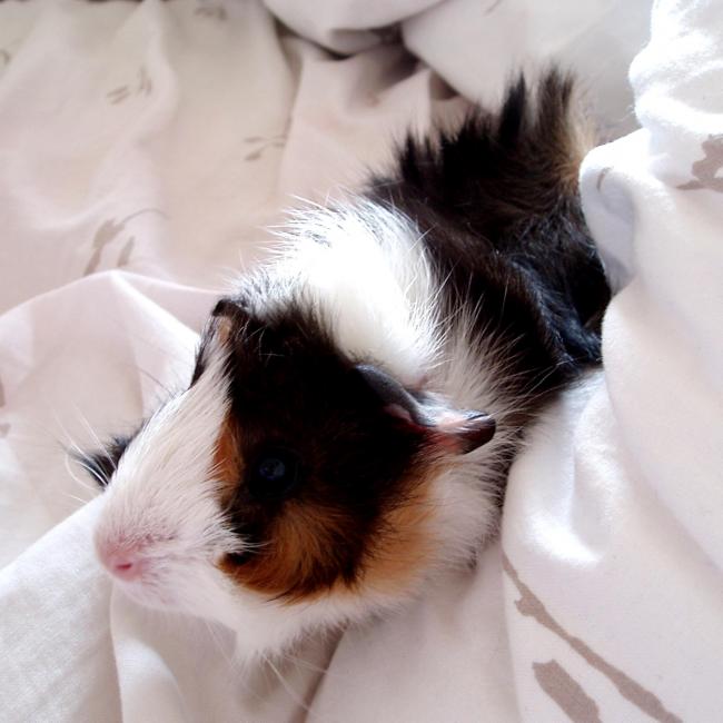 les adoptés 2ème willow bébé2 les adoptés 2ème willow bébé2