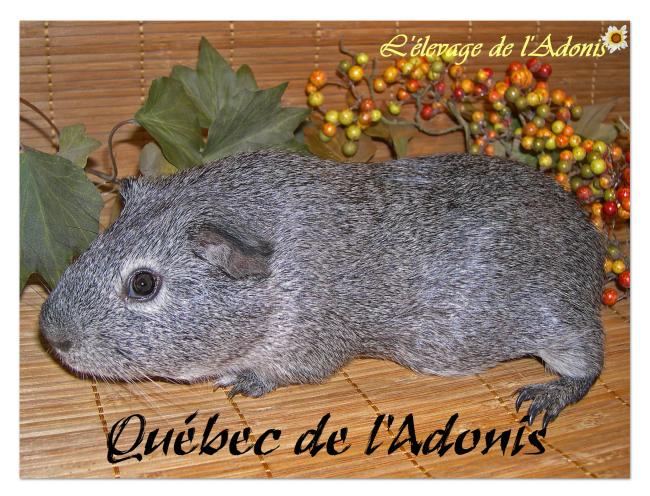 québec québec