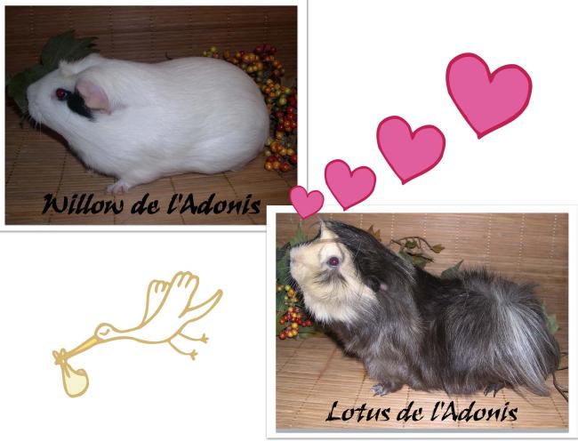 ancienne naissance willow lotus