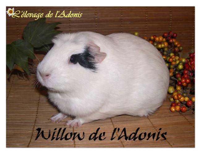 willow willow