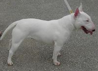 AMEL WHITE OF BULLY ROGER