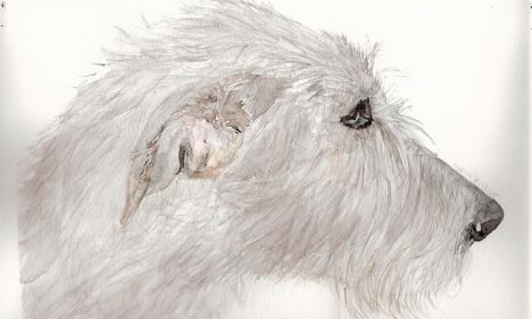 irish wolfhounds du clos du pré Bevon