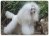 Chiens expositions femelles
