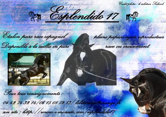 ESPLENDIDO 17 ETALON PP PURE RACE ESPAGNOLE