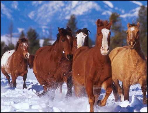 chevaux_joliecarte3.jpg