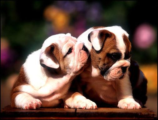 chiens_joliecarte5.jpg