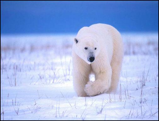 ours_joliecarte4.jpg