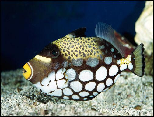 poissons_joliecarte5.jpg