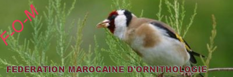 FEDERATION MAROCAINNE D'ORNITHOLOGIE