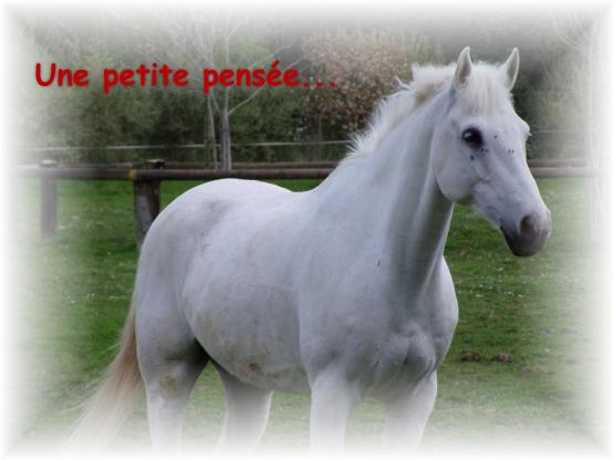 furyo coucou1.jpg
