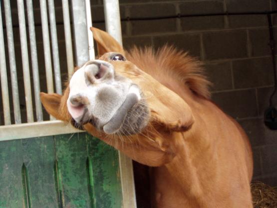 chaco grimace 2.jpg