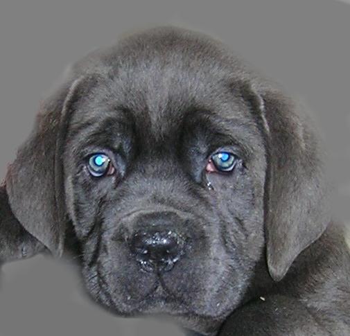 CANE CORSO EPILEPSIE