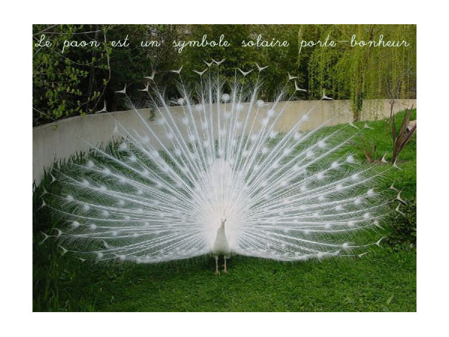 paon-solaire