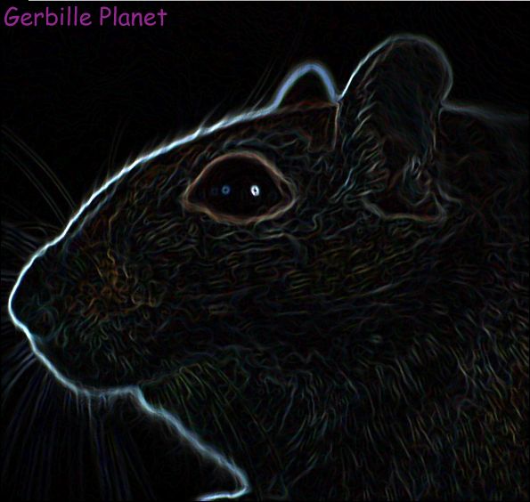 Gerbilles Planet