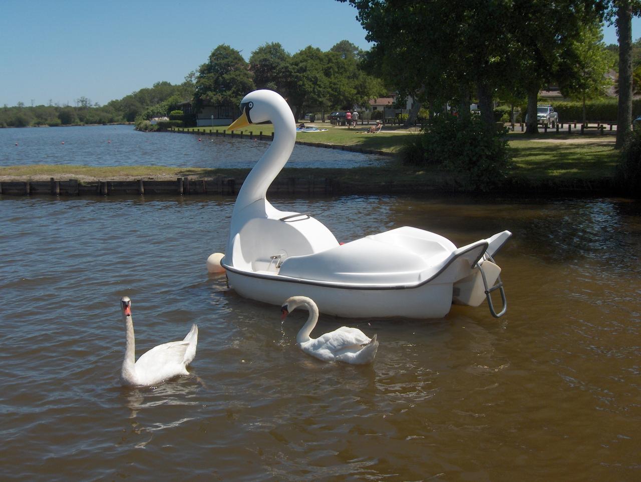 Le Pédal cygne