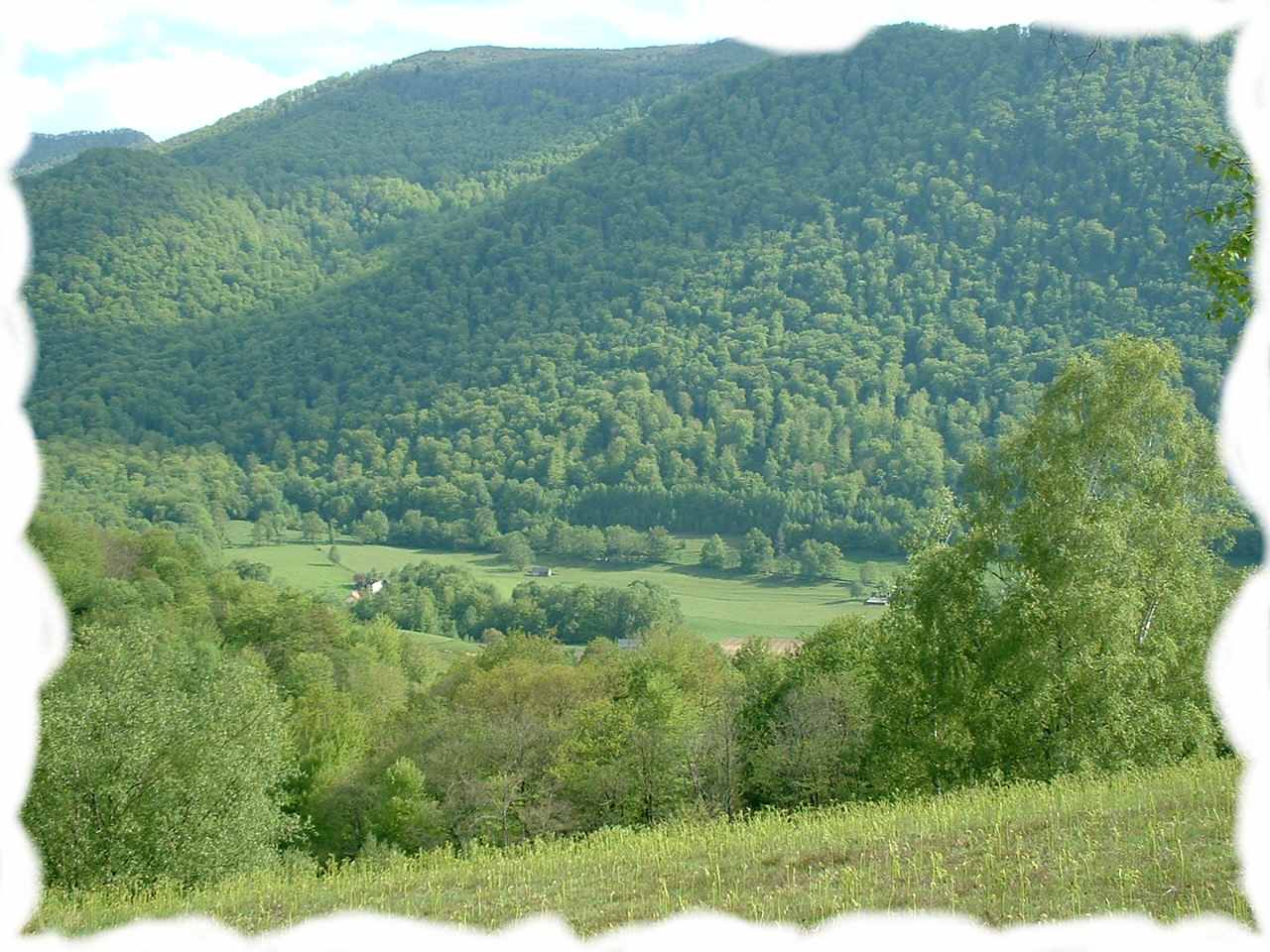 Gite et chambre à l'orée de la forêt du bager d'Oloron