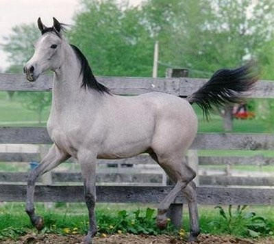Haras de Toscane