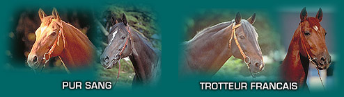 Haras D'omnia