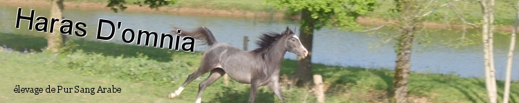 Haras D'omnia