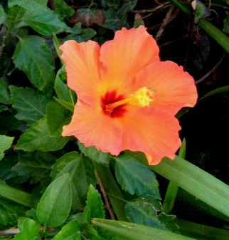 Hibiscus rosa sinensis