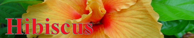 Hibiscus