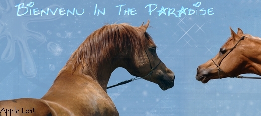 Horse Angel's