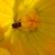 Site coup de coeur : LE JARDIN D'ADLIBITUM ou le jardin d'image