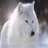 Crin de Neige, le louveteau l�gendaire