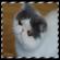 Passion Chat exotic shorthair