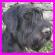 Baloo Schnauzer G�ant Noir