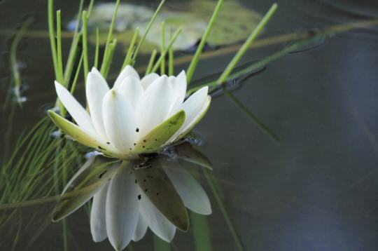 lotus blanc