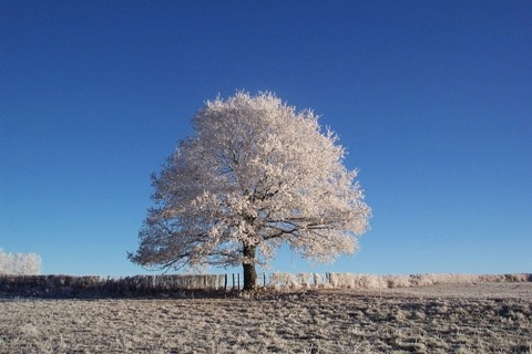 L arbre