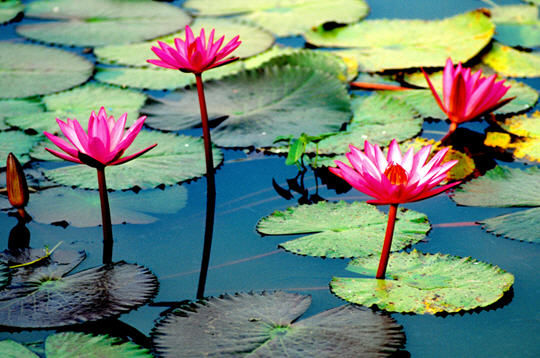LOTUS 2
