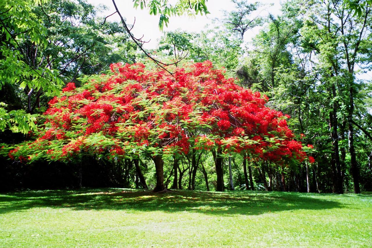 Un arbre magnifique à Palenque