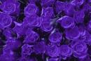 roses.jpg
