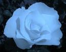 fleur.JPG