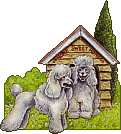 CANICHE GRIS