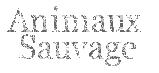 Animaux sauvages