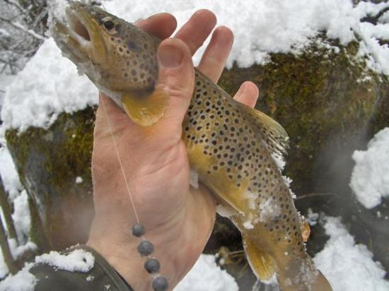 truite fario prise au toc belle moucheté prise au toc