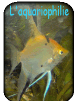 L'aquariophilie
