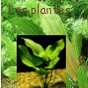 Les plantes