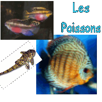 Les poissons (fiches tech