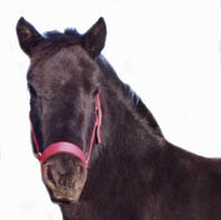 Poney