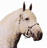 Cheval