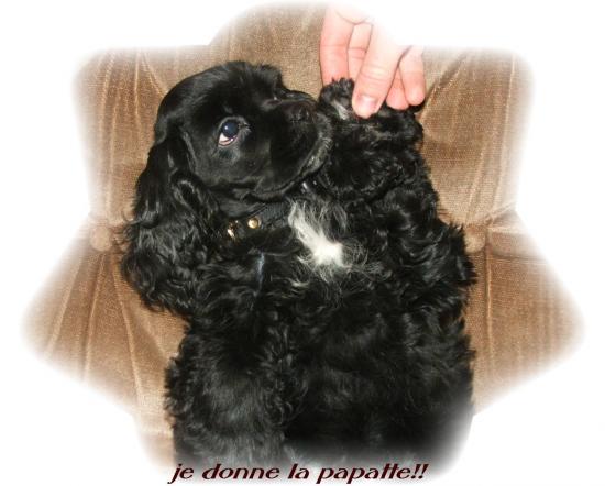 baby-doll (chanelle)